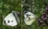 Pieris mannii